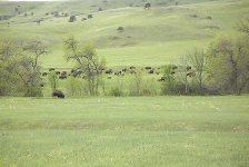 Buffalo Herd Ystone.JPG