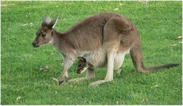 kangarooandjoey900x5258dv (400 x 233).jpg