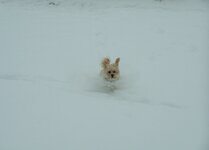 bella in the snow.jpg
