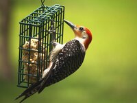 Red bellied Woodpecker.JPG