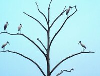 Wood Storks.JPG
