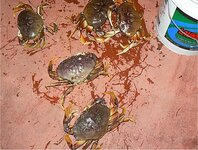 5 crabs.jpg