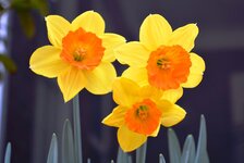 daffodil.JPG