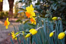 daffodil 2.JPG
