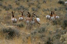 antelope&deer 002_RJ.JPG