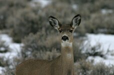antelope&deer 011_RJ.JPG