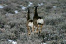 antelope&deer 012_RJ.JPG