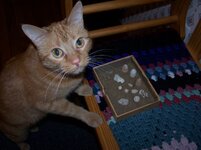 Our cat approves of my finds.JPG