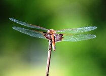 dragonfly 4.JPG
