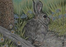 ACEO e-mail Spring Hare.jpg