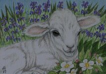 ACEO e-mail The Lamb & Hyssop.jpg