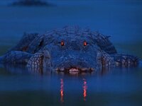 alligator-at-night-orange-eyes-florida-in-water.jpg