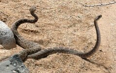 Rattlesnake 027.jpg