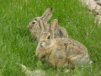 two rabbits 1.jpg