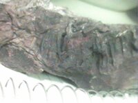 fossil (side)-1.jpg