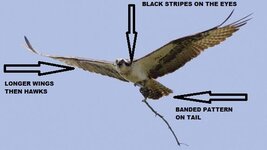 osprey web pic.jpg