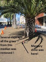 palm tree median 002.JPG