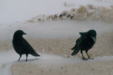 crows 1.jpg