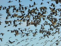 geese in flight.jpg
