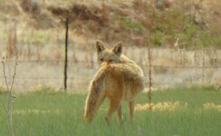 coyote apl 2017.jpg