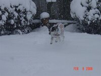 Molly in snow.jpg
