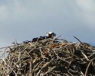 osprey nest 1.jpg