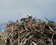 osprey nest 2.jpg