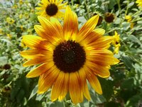 sunflowers 3.jpg