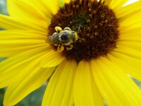 sunflower bug 2.jpg