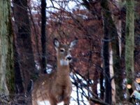 deer backyard 009.JPG