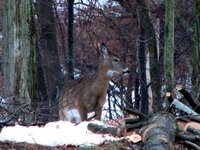 deer backyard 014.JPG