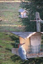 Red-bellied Woodpecker reduced.jpg