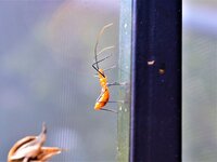 orange insect 2.jpg