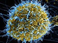 h1n1-virus-could-kill-the-world-2.jpg