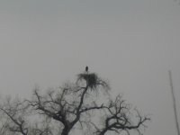 eagle nest 2.jpg