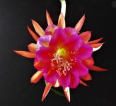 Cactus Orchid 4a.jpg