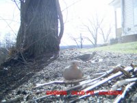 mourning dove cute.JPG