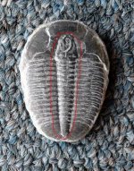 trilobite.jpg