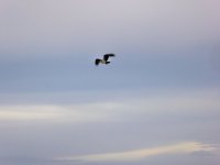 osprey waneka 051619 2.jpg