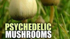 Psychedelic Mushrooms.jpg