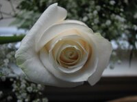 roses 007.jpg