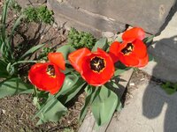 tulips 2.jpg