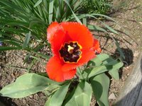 tulip 3.jpg