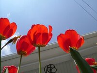tulips 4.jpg