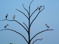Birds in tree.jpg