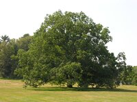 large oak tree.JPG