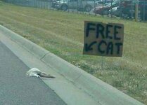 free-cat.jpg
