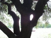 Eye of the Needle tree - FP2.jpg