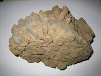 Fossil1.jpg