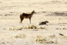 coyote-badger-mutualism-3.jpg